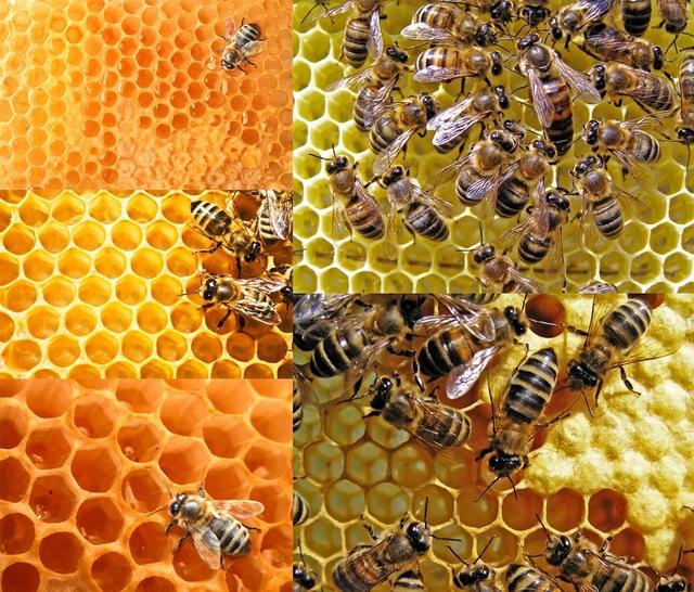 新疆蜜友蜂蜜 蜜蜂釀造蜂蜜過程大揭秘